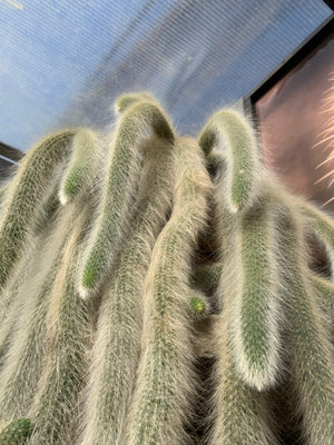 Monkey Tail Cactus - Hildewintera colademononis