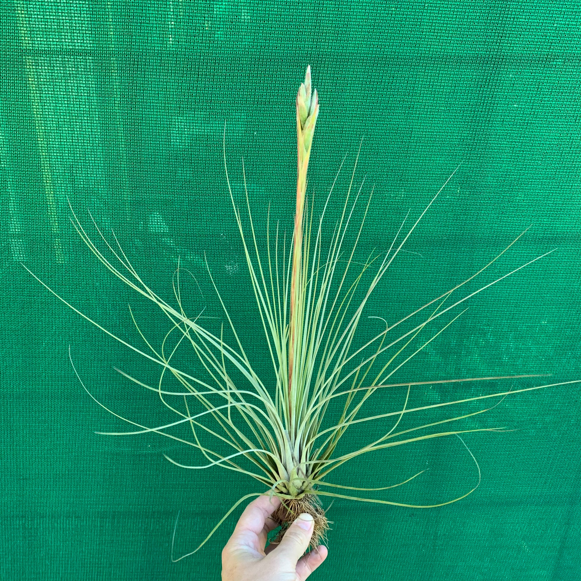 juncea air plant Tillandsia - juncea