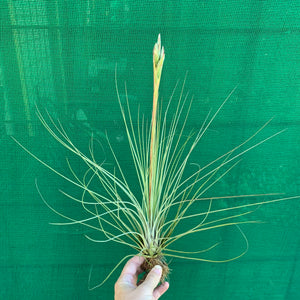 Tillandsia - juncea