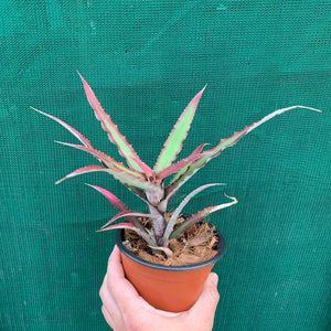 Cryptanthus - Ruby Ryde