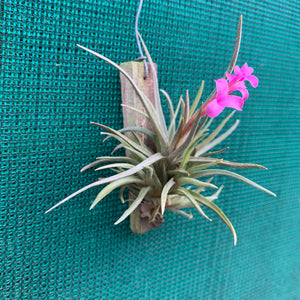 Tillandsia - argentina