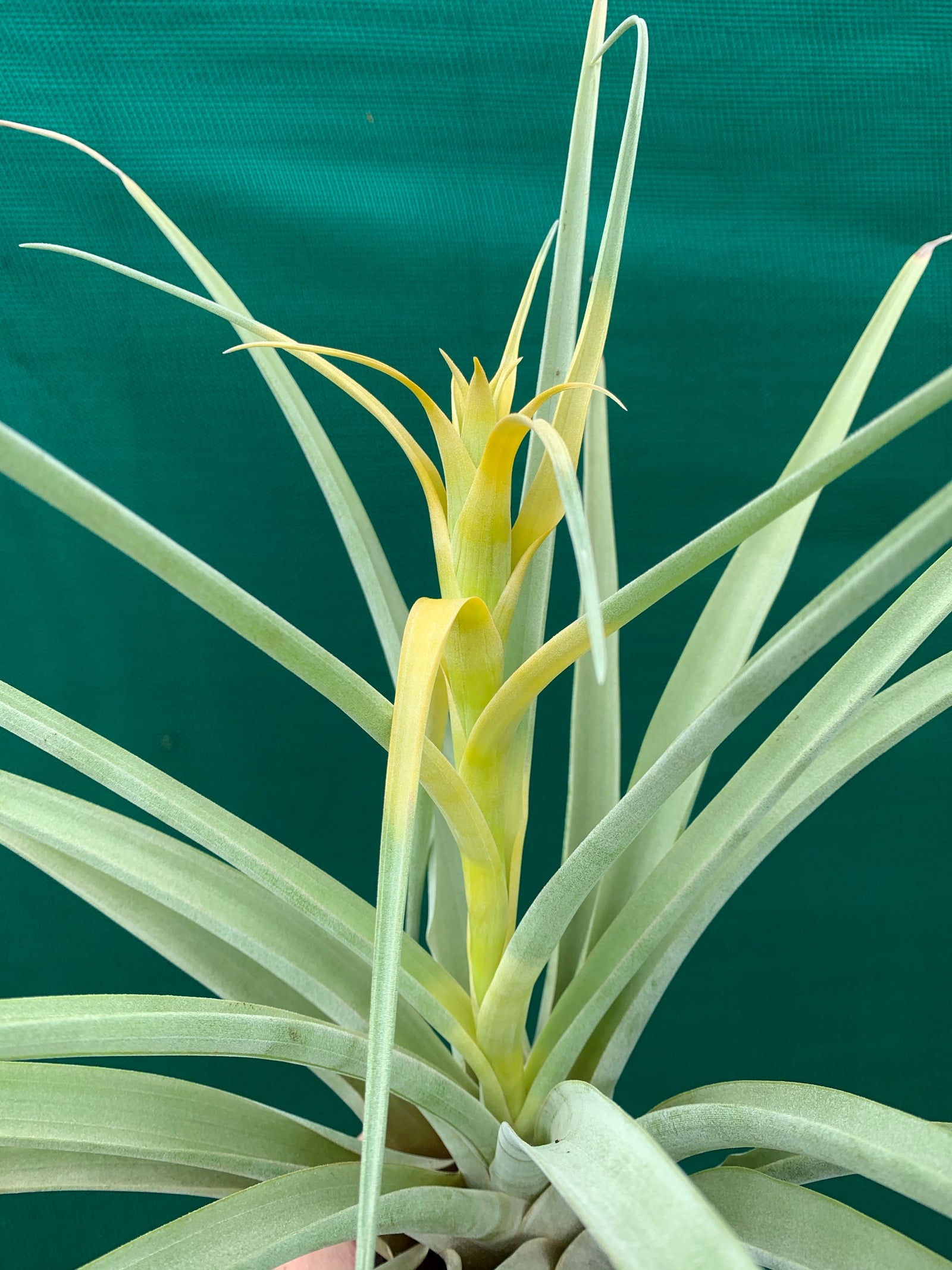 Tillandsia - capitata ‘Tall Yellow’ ex. OM