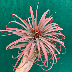 Tillandsia - Eric The Red