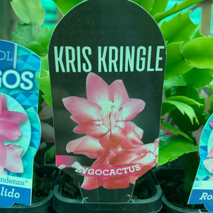Zygocactus Kris Kringle