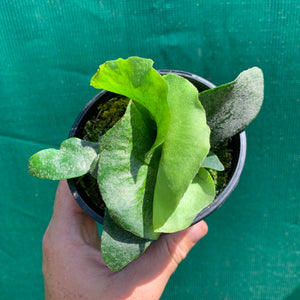 Platycerium - Foongsiqi
