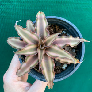 Cryptanthus - Bivittatus