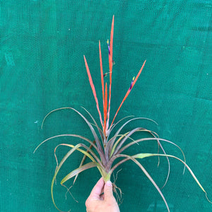 Tillandsia - Flabellata ‘Rubra’ ex. OM