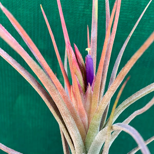 Tillandsia - Califano ‘PB20’