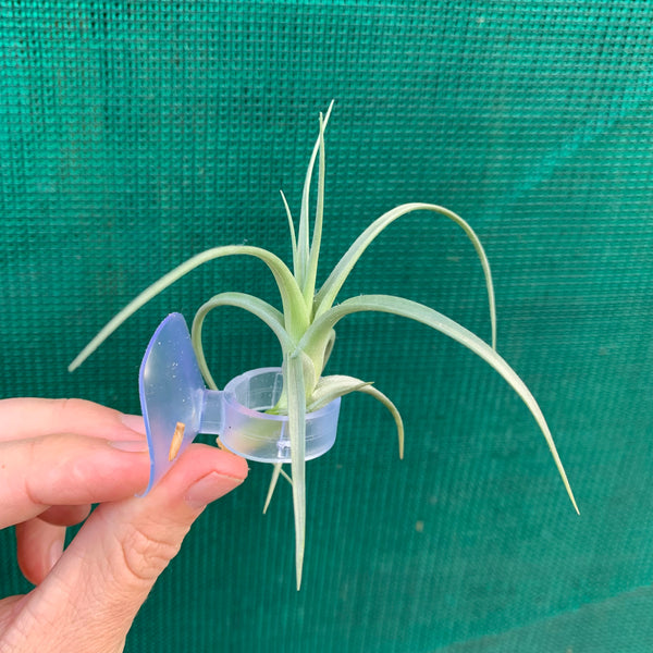 Brother Sewing Machine Needles Transparent Aquatic Plant Cups With Suction Cups - Acrylic Fish Tank Planters For Aquarium Plant Holder For Fish Tank