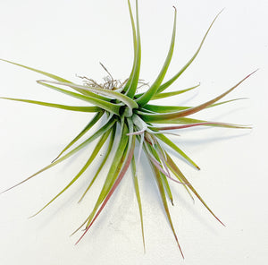 Tillandsia - Redy ex. OM