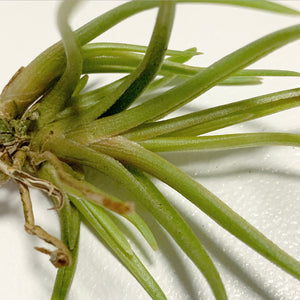 Tillandsia - albertiana ex. CC