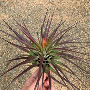 Tillandsia - rhomboidea ex. OM