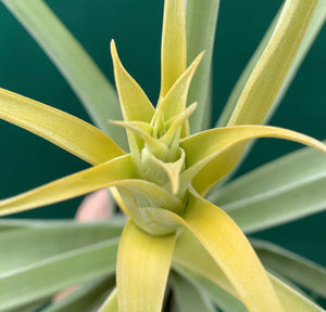 Tillandsia - capitata ‘Tall Yellow’ ex. OM