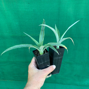 Pineapple ‘Pure Gold’ 73-50