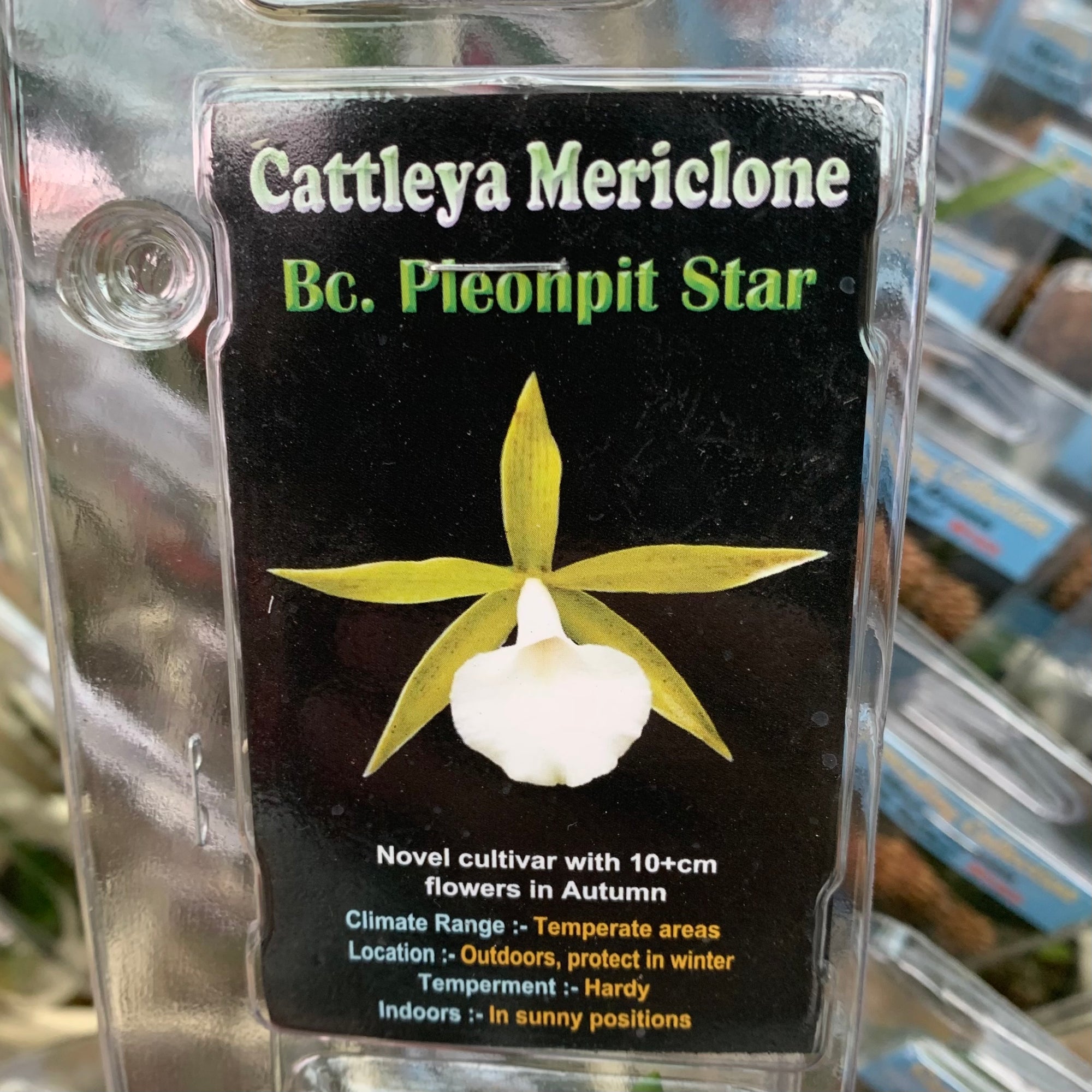 Orchid - Cattleya Mericlone ‘Bc. Pleonpit Star’