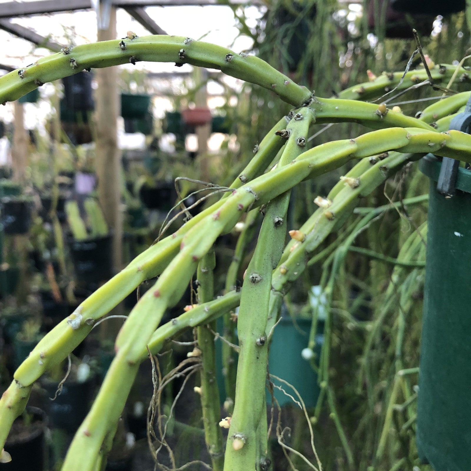 Rhipsalis catenulata - R28