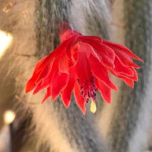 Monkey Tail Cactus - Hildewintera Colademononis