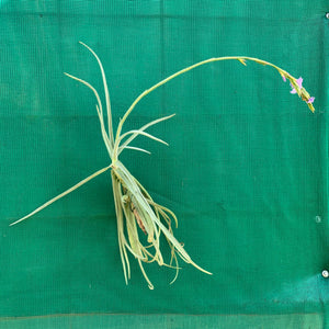 Tillandsia - duratii v. Saxatilas (Fragrant)