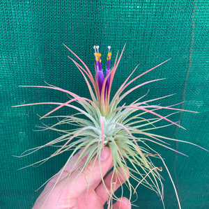 Tillandsia - ionantha ‘APD004’