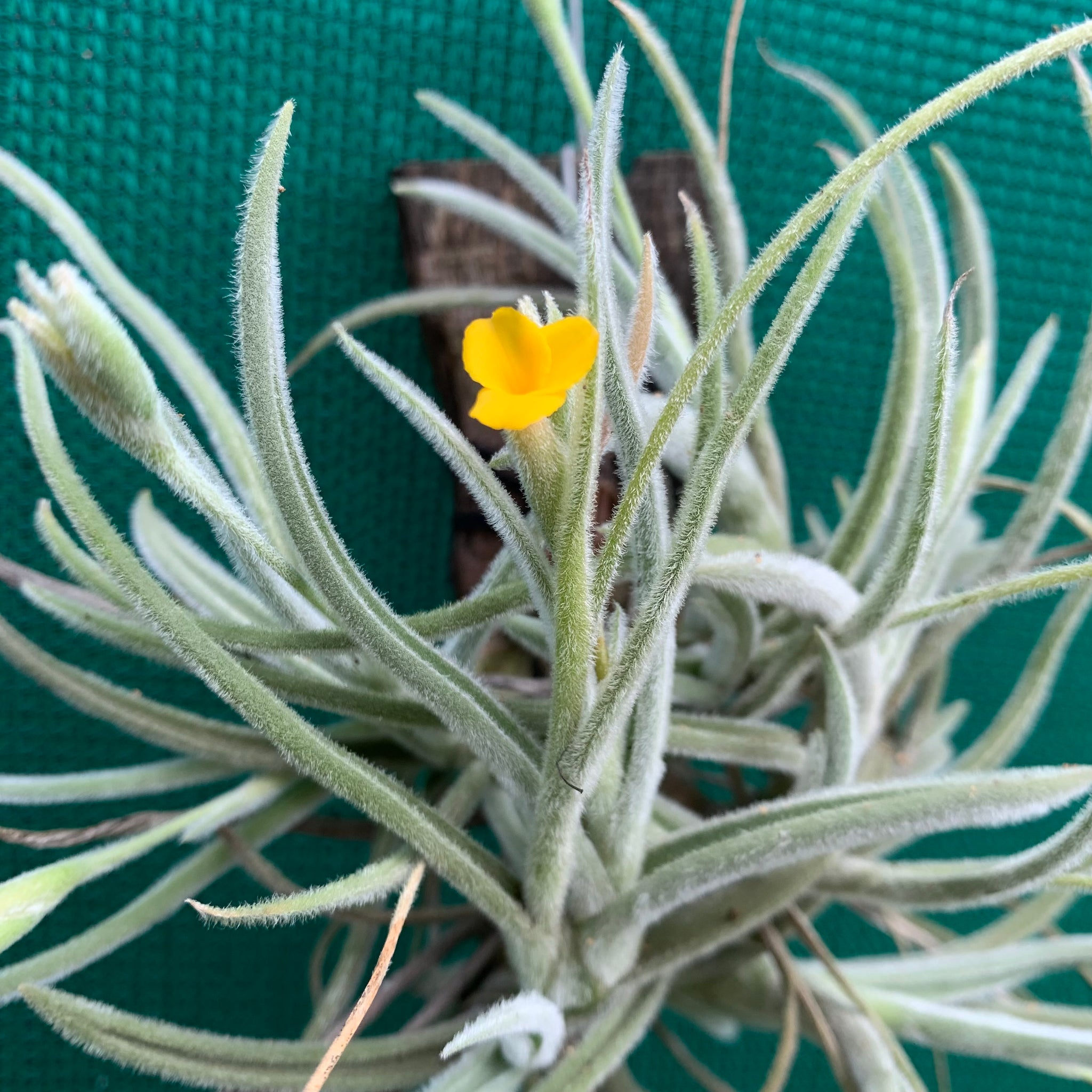 copper penny air plant Tillandsia - Copper Penny x crocata 'Orange' (Fragrant)