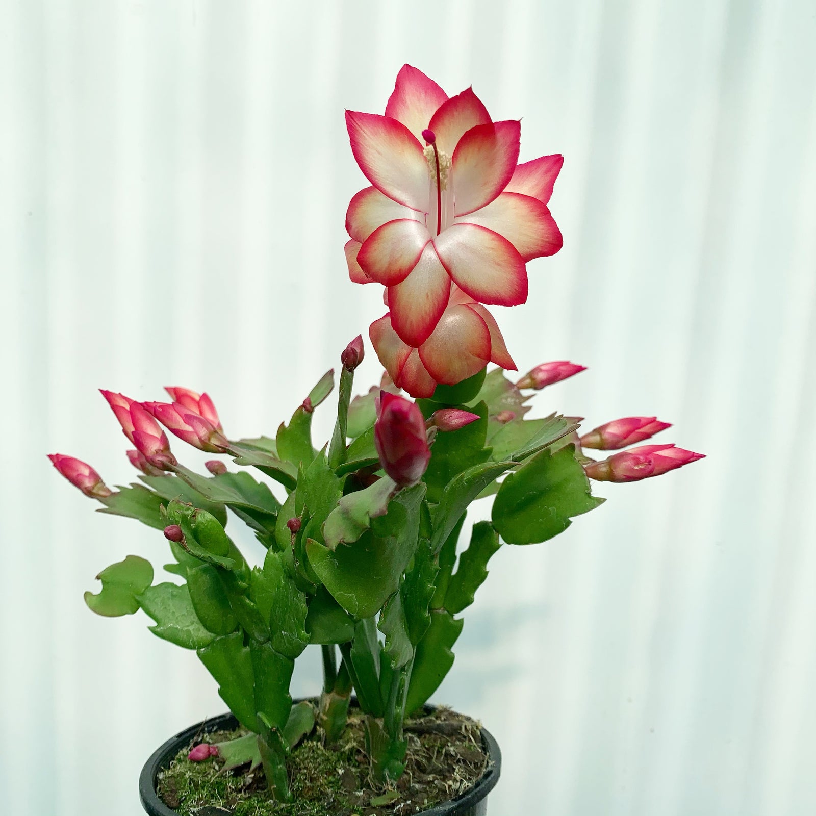Zygocactus Samba