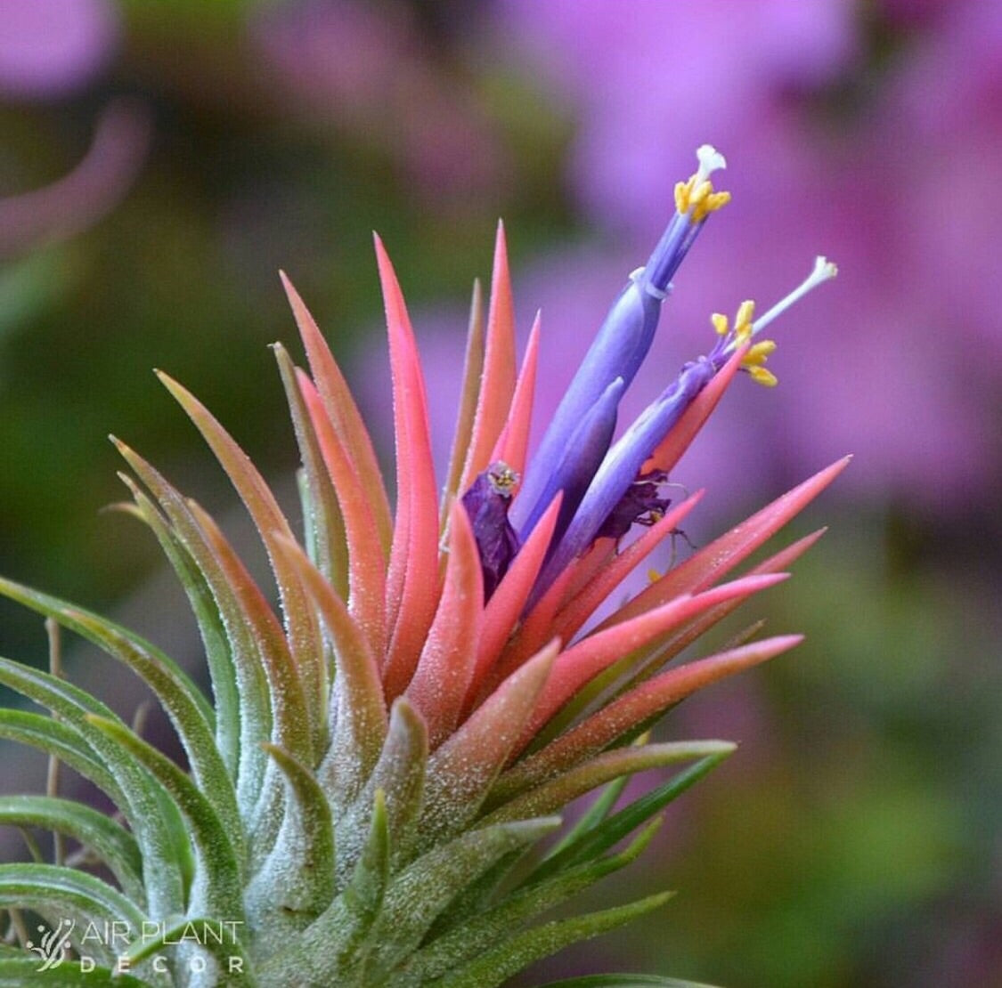 ionantha mexican air plants Tillandsia - ionantha 'Mexico'