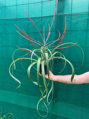 Tillandsia - Flabellata ‘Giant Red’ ex. PT