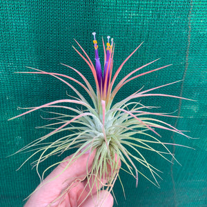 Tillandsia - ionantha ‘APD004’