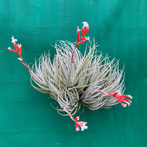 Tillandsia - subsecundifolia ‘Red’ ex. BD NEW