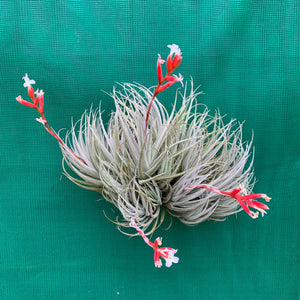 Tillandsia - subsecundifolia (Wholesale)