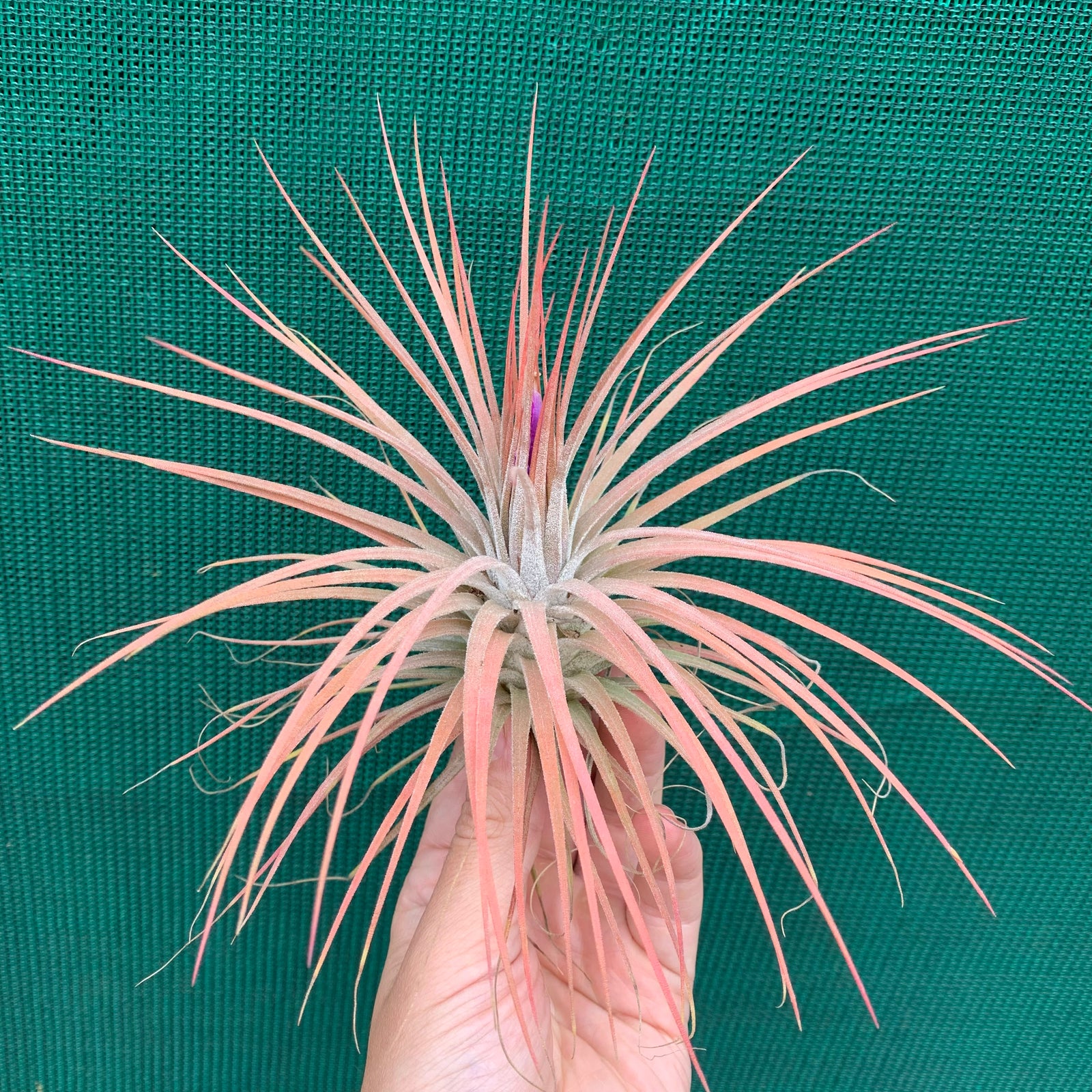 Tillandsia - Magic Blush ex. PT