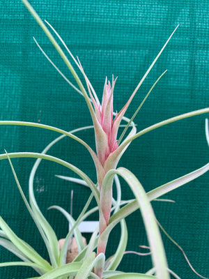 Tillandsia - Heather’s Blush
