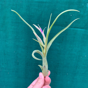 Tillandsia - paucifolia