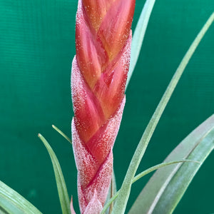 Tillandsia - Majestic ex. RFI