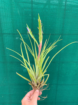 Tillandsia - trieta x streptophylla ex. BG