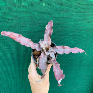 Cryptanthus - Eruption