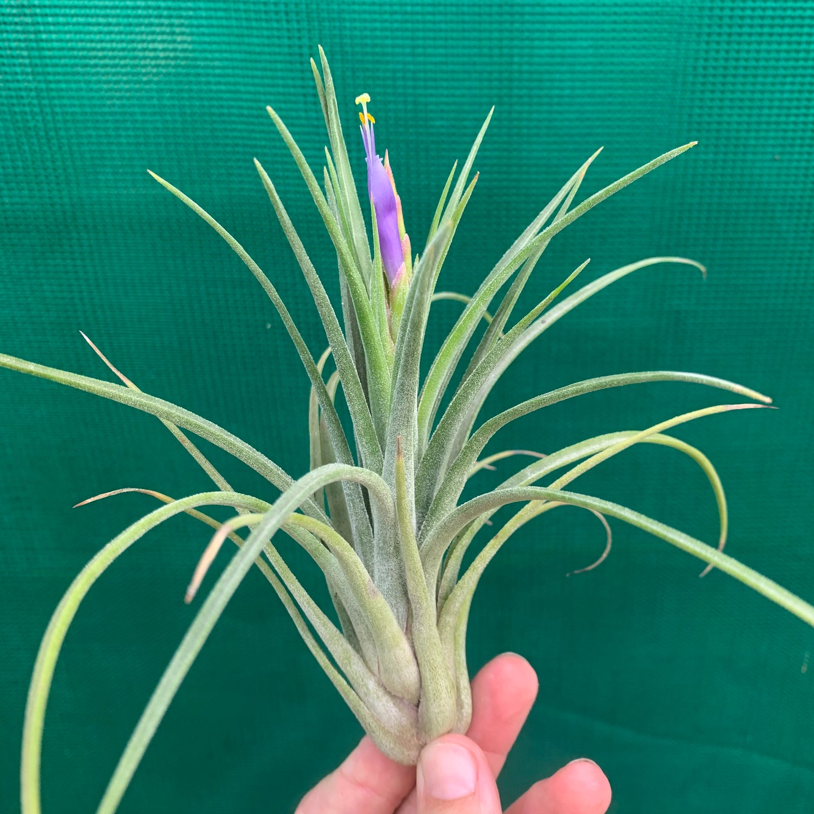 Tillandsia - Mudlo ex. GP
