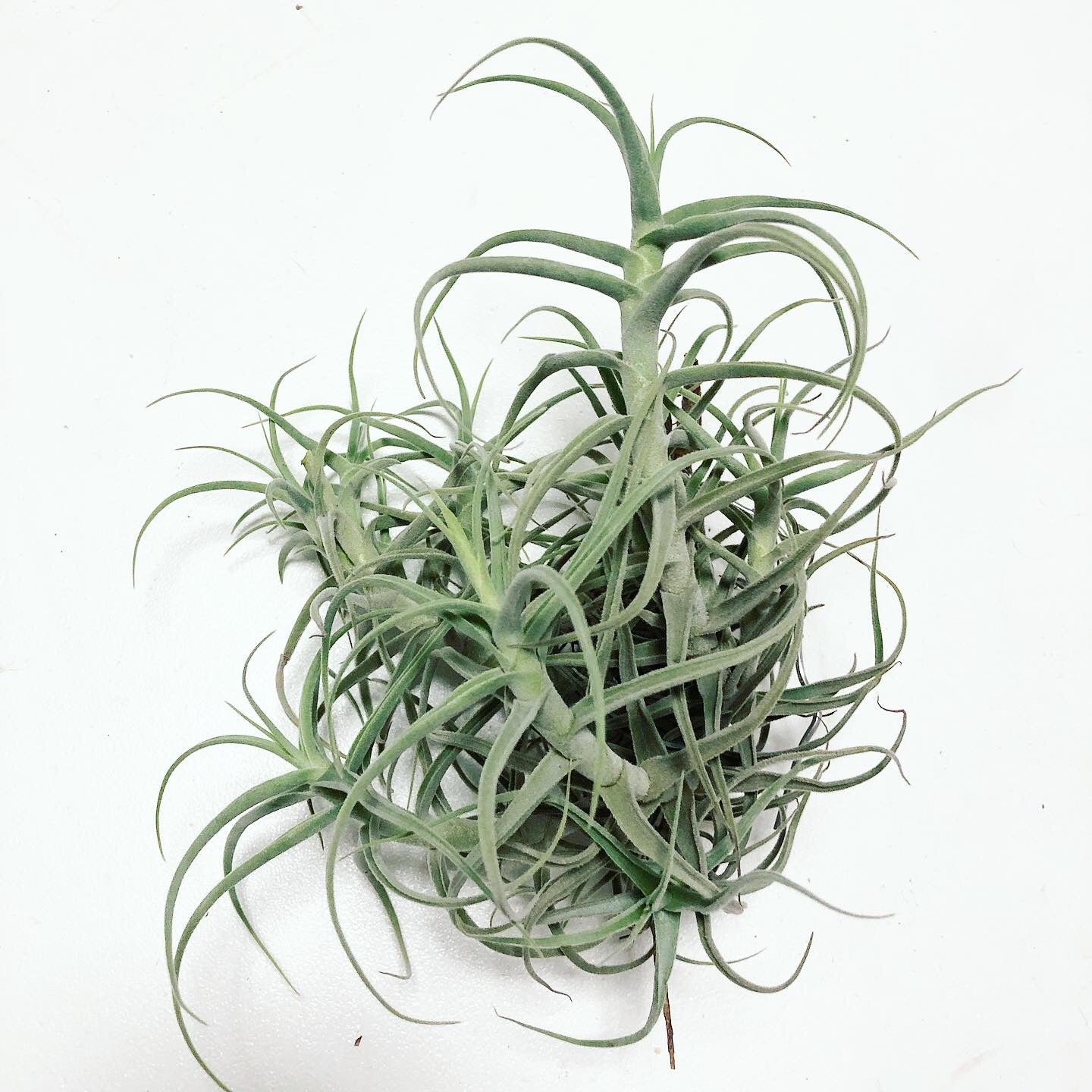 Tillandsia paleacea 'Zik Zak' PROD Bromeliads in Australia