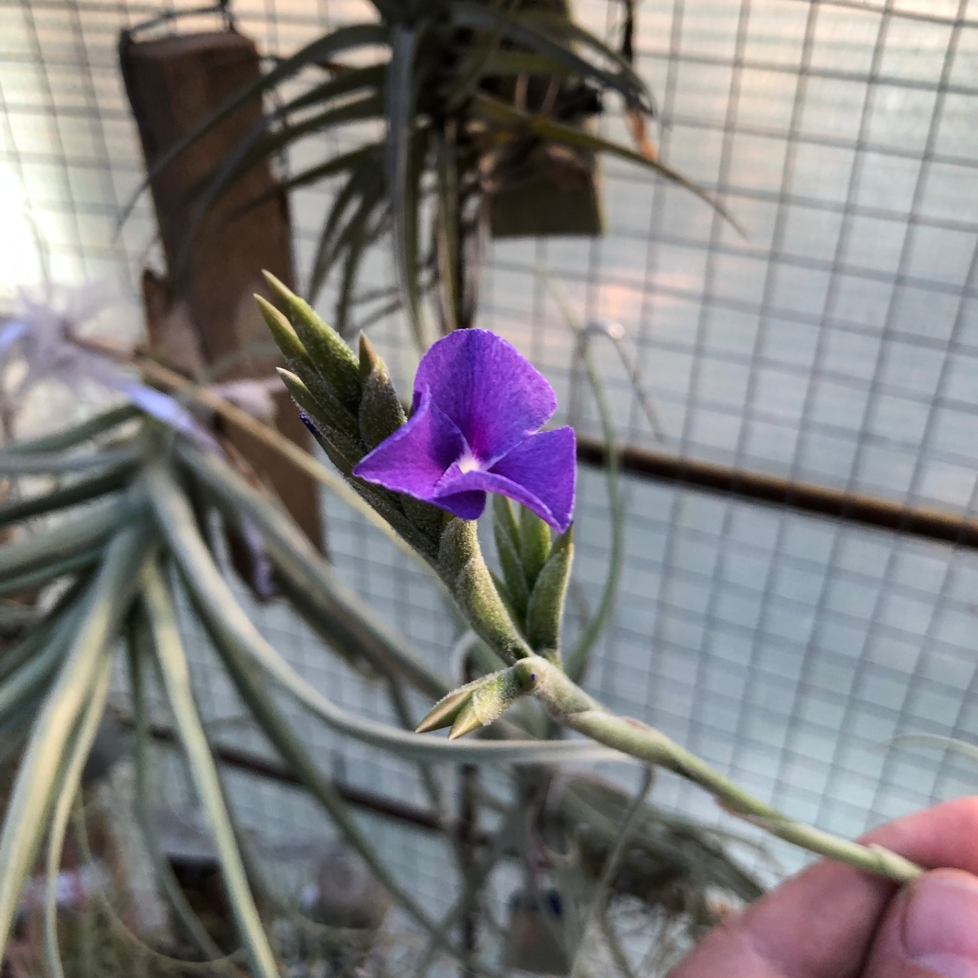 Tillandsia - streptocarpa (Fragrant)