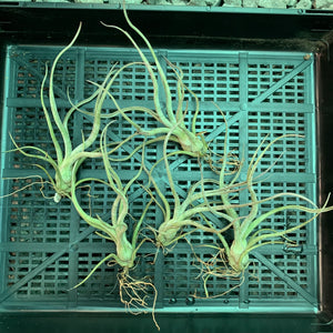 Tillandsia - Pseudobaileyi (Wholesale)