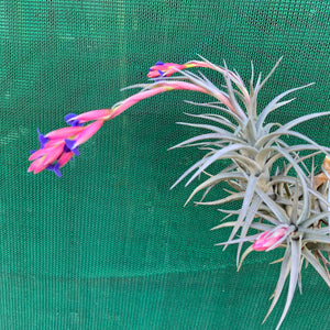 Tillandsia - Aeranthos ‘Recurved Leaf’ ex. FE