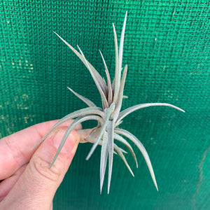 Tillandsia - Purple Gem