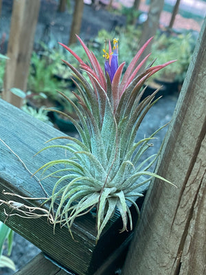 Tillandsia - ionantha ‘APD001’