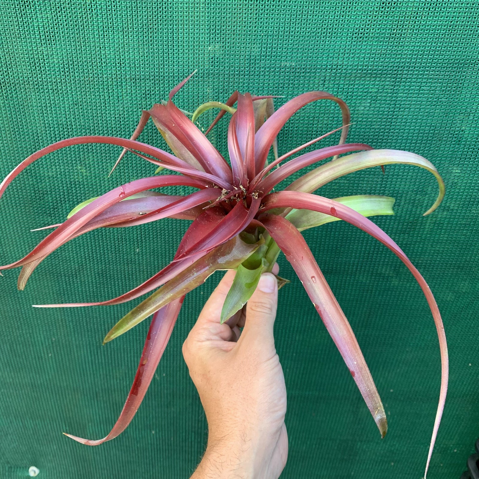 Tillandsia - abdita Mexico ex PT