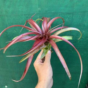 Tillandsia - Abdita Mexico ex PT