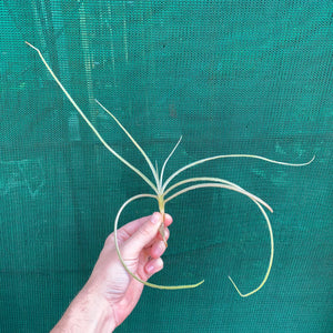 Tillandsia - Mock Orange (Fragrant)