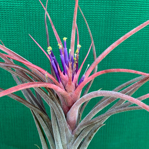 Tillandsia - Success Story ex. RFI
