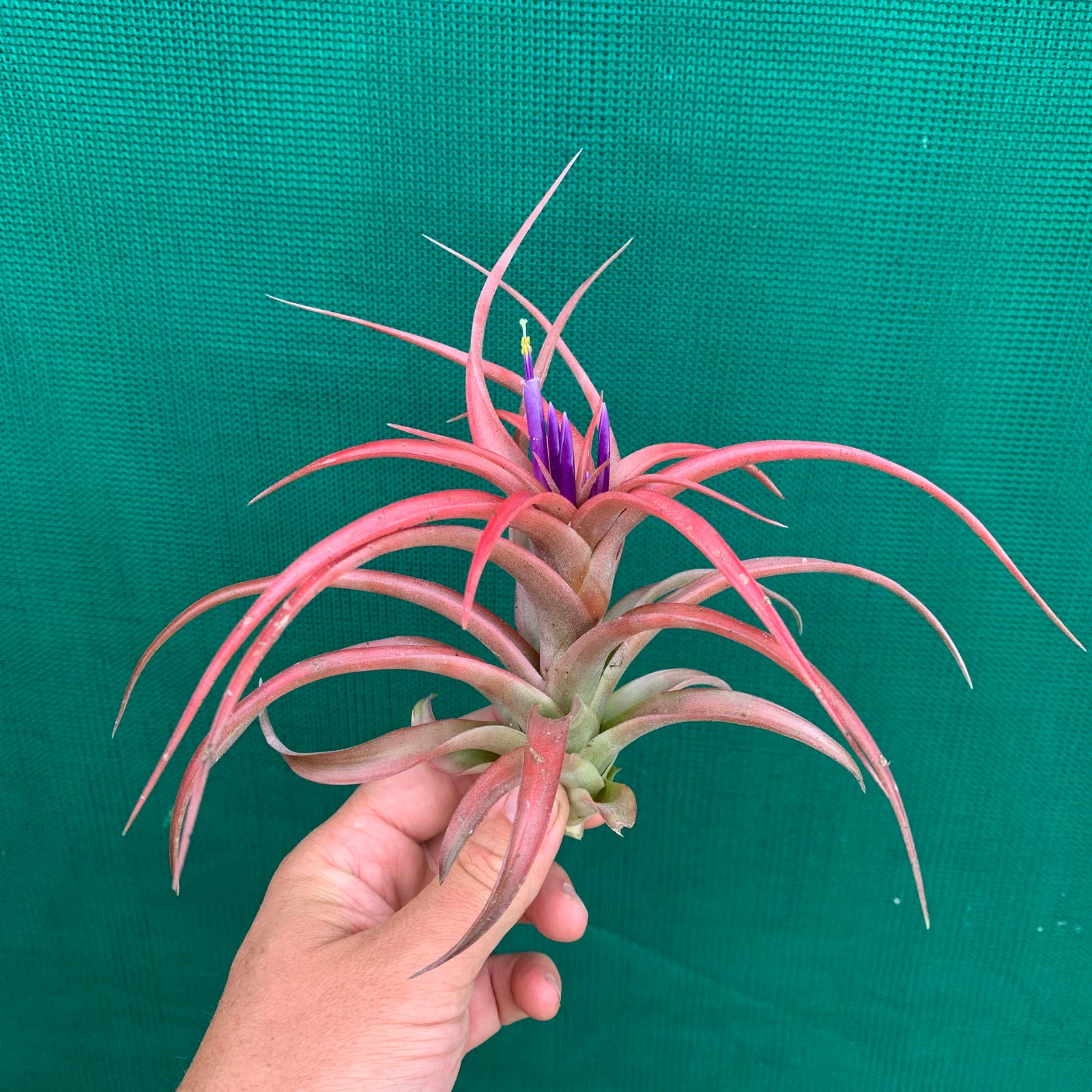 Tillandsia - brachycaulos