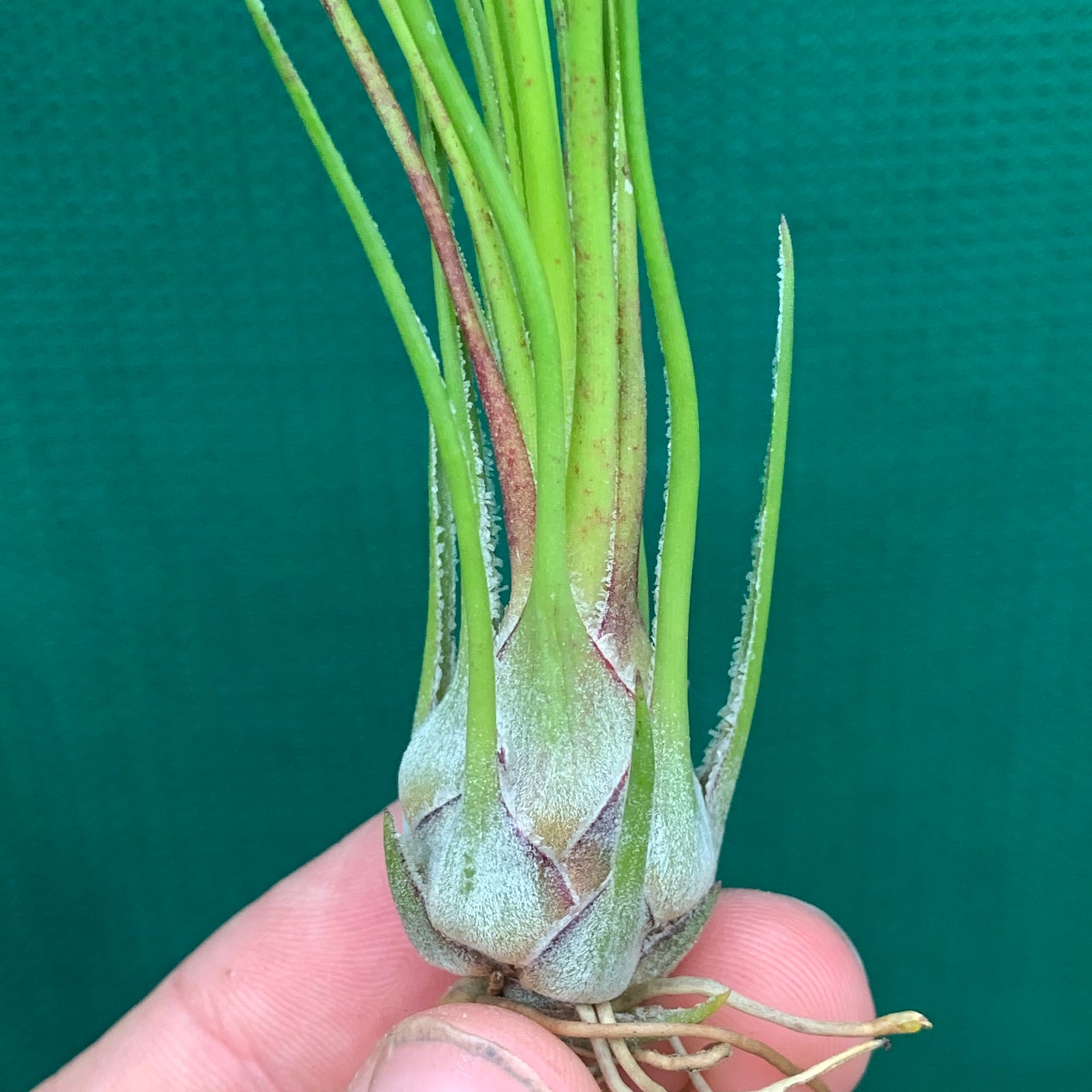 Tillandsia - disticha ‘Green’ ex. OM (Fragrant)
