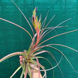 Tillandsia - Widgee ‘Large Form’